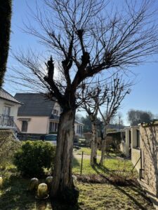 elagage arbres triel sur seine