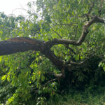 abattage arbre triel sur seine