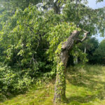 abattage arbre triel sur seine 2