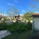 taille arbre triel sur seine 78