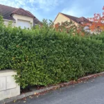 paysagiste meulan yvelines taille haie 78 1