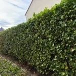 paysagiste meulan yvelines taille haie 78 2