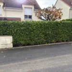 Taille de haie à Meulan-en-Yvelines 78250 réalisée par RP Espaces Verts