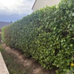 paysagiste meulan yvelines taille haie 78 4