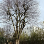 paysagiste-verneuil-sur-seine